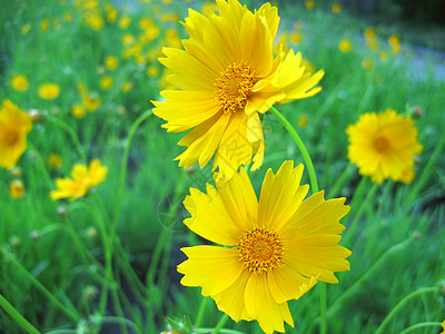 黄花公园季节性园艺草地美丽黄色图片