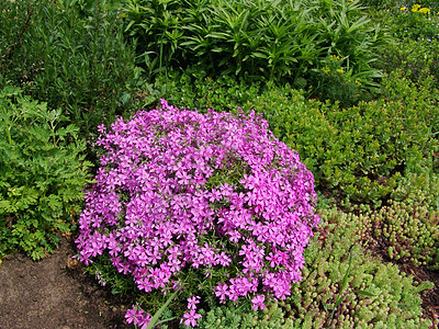 粉花花花园铭文墙纸花坛粉色卡片花束植物花瓣宏观图片素材