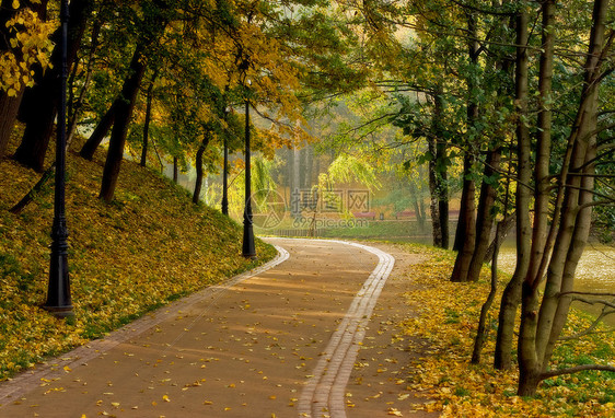 秋天的风景树木公园晴天落叶花园树叶哲学叶子黄色小路图片