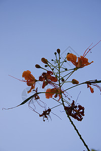 橙花花空气天空热带橙子蓝色植物背景图片