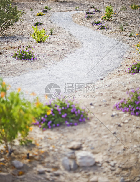 沙漠路径花朵车道旅行天空地面岩石孤独地平线小路农村图片