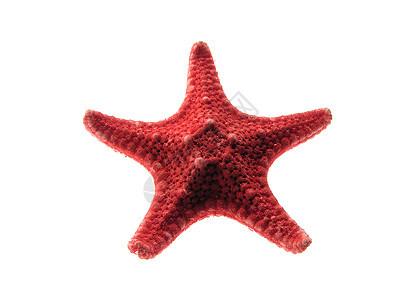 海星红色贝类宏观石灰石星星背景图片