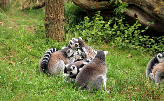 狐猴的美貌团体戒指热带荒野家庭哺乳动物灵长类情调毛皮野生动物图片