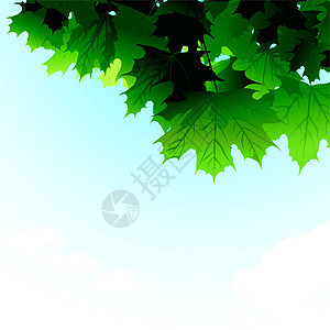 天空中的绿树叶图片