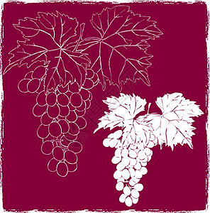 葡萄藤蔓有叶叶的葡萄叶子藤蔓植物红色卷须状水果插图卷须葡萄园植物学设计图片