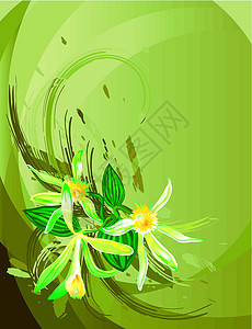 香草花白色叶子绿色异国香料树叶情调黄色插图漩涡图片