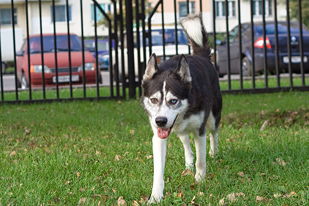 步行的猎犬宠物活动注意力公园头发尾巴草地衬套场地白色背景图片