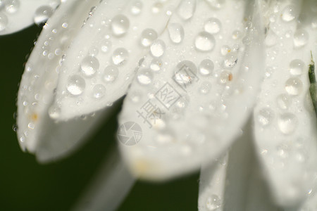 花露植物群生活花园宏观雏菊美丽花瓣花朵白色飞沫图片