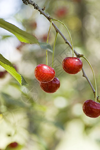树上有许多甜美而优美的樱桃浆果养分公园枝条团体水果果园季节植物叶子图片
