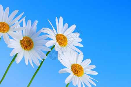 蓝色背景的黛西花朵天空荒野花园野花喜悦生长快乐植物学宏观花瓣图片