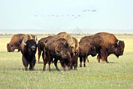 水牛城国家奶牛旅行野牛哺乳动物旅游草地灭绝公园动物图片