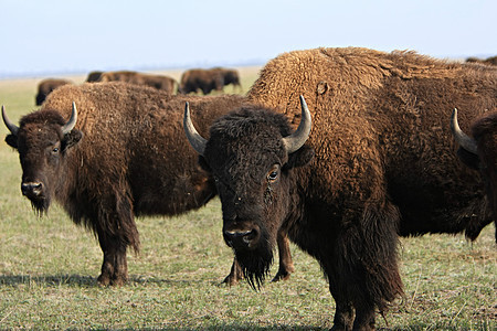 水牛城公园灭绝旅行动物国家旅游草地哺乳动物奶牛野牛图片