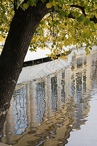 秋季反射树干波浪窗户黄色叶子图片