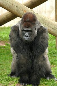 银背大猩猩灵长类男性思维沉思动物园动物生物黑色孤独哺乳动物图片
