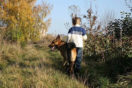 小男孩和大狗德国牧羊人小路微笑领带动物草地纽带腰带领导金发女郎阳光图片