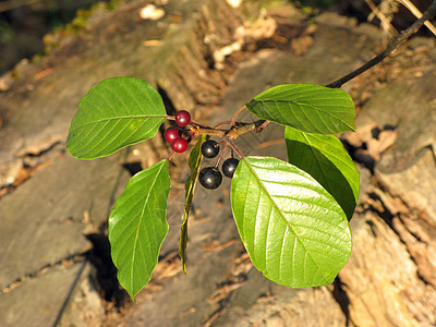 红莓和黑浆果生态季节浆果休息黑色花园绿色植物植物群公园图片