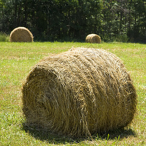 草地上的海白干草农业绿色场地正方形照片农场乡村稻草背景图片