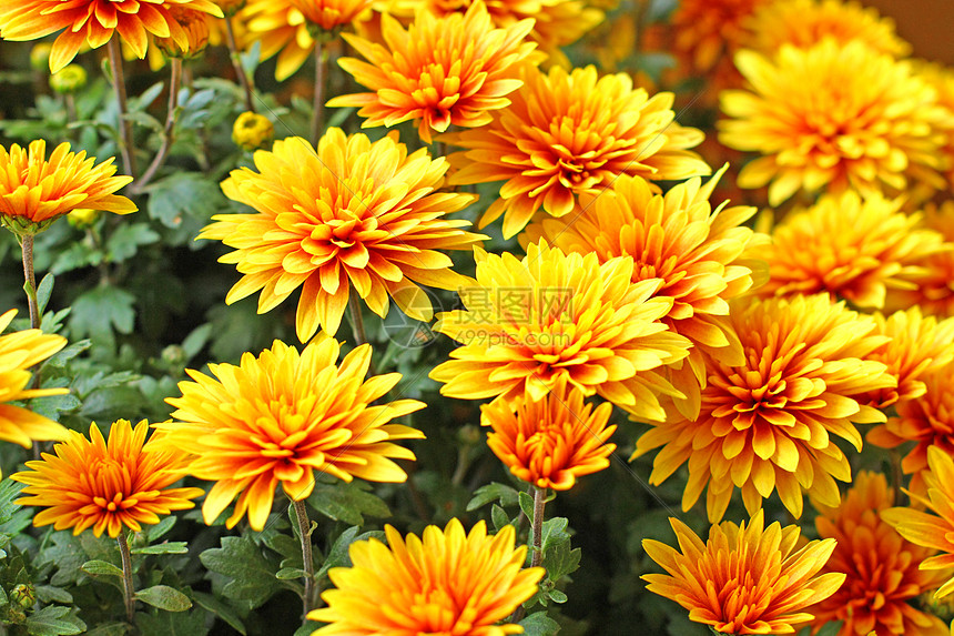 菊花红色宏观绿色季节性黄色橙子花瓣植物群图片