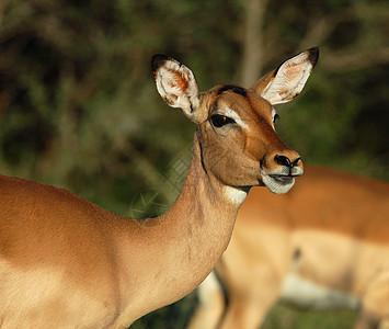 Impala 埃菲塞罗斯梅兰普斯羚羊火星生态野生动物动物群日落动物男性荒野图片
