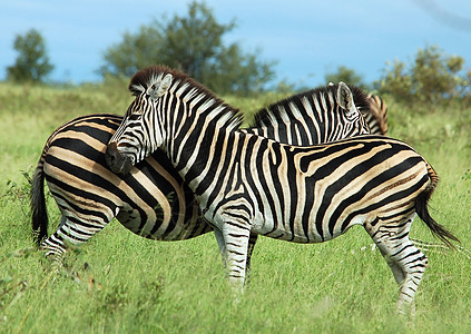 斑马动物群母亲食草野生动物细纹公园条纹大草原荒野投标图片