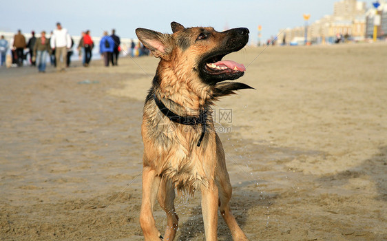 德国牧羊犬阿尔萨提安行动宠物练习速度享受跑步喜悦动物海滩爪子图片