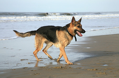 德国牧羊犬阿尔萨提安速度动物动作享受行动喜悦海滩力量短跑图片