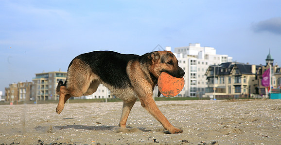 德国牧羊犬阿尔萨提安练习运动海滩爪子乐趣动作行动速度幸福跑步图片