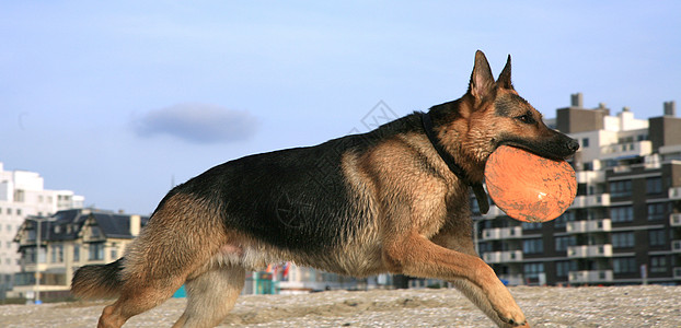 德国牧羊犬阿尔萨提安动作宠物海滩爪子跳跃幸福运动短跑练习行动图片