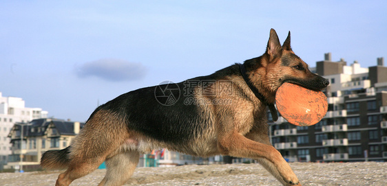 德国牧羊犬阿尔萨提安动作宠物海滩爪子跳跃幸福运动短跑练习行动图片