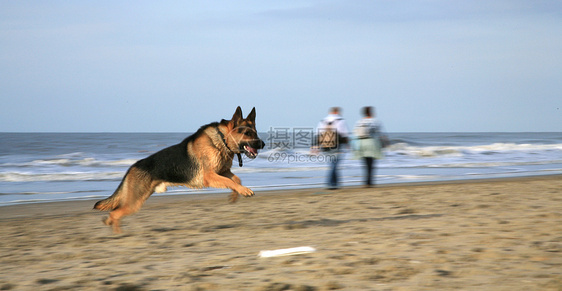 德国牧羊犬阿尔萨提安喜悦跑步动物练习力量锻炼行动海滩跳跃幸福图片