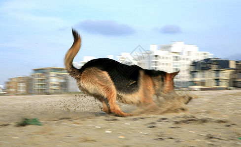 德国牧羊犬阿尔萨提安练习跳跃运动喜悦动物行动力量幸福动作享受图片