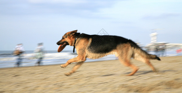 德国牧羊犬阿尔萨提安动作短跑力量行动练习乐趣跳跃动力学运动享受图片