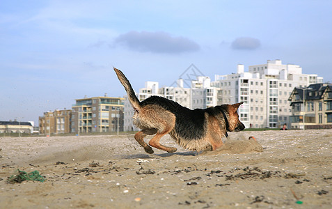 德国牧羊犬阿尔萨提安宠物运动跳跃动力学幸福锻炼动作海滩享受喜悦图片