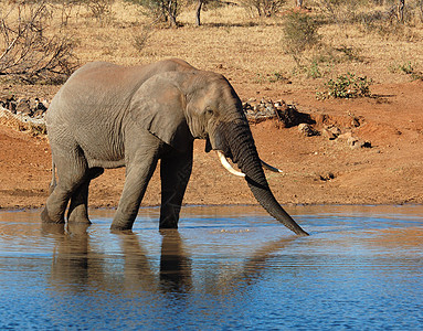 非洲大象树干哺乳动物动物群象牙旅行怪物植物森林动物食草图片