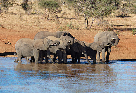 非洲大象群图片