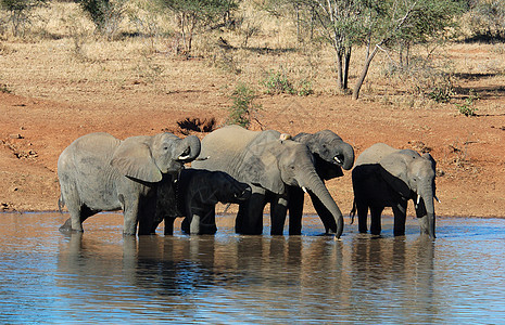 非洲大象身体食草植物动物群野生动物尾巴耳朵怪物獠牙树干图片