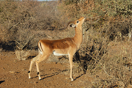 Impala 埃菲塞罗斯梅兰普斯羚羊野生动物火星动物男性生态动物群荒野日落图片