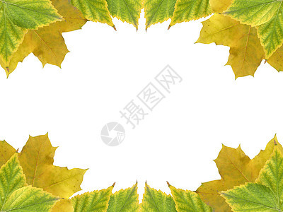 请假框架黄色边缘边界白色绿色植物桦木水平艺术植物学图片