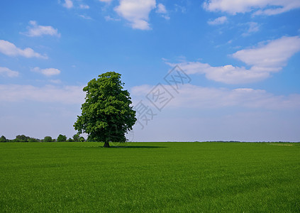 有树的绿绿色特性季节草原环境蓝色农村叶子草地场地牧场风景图片