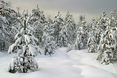 冬季森林暴风雪天空白色木头季节蓝色树木图片