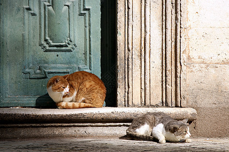 Dubrovnik的猫-克罗地亚图片