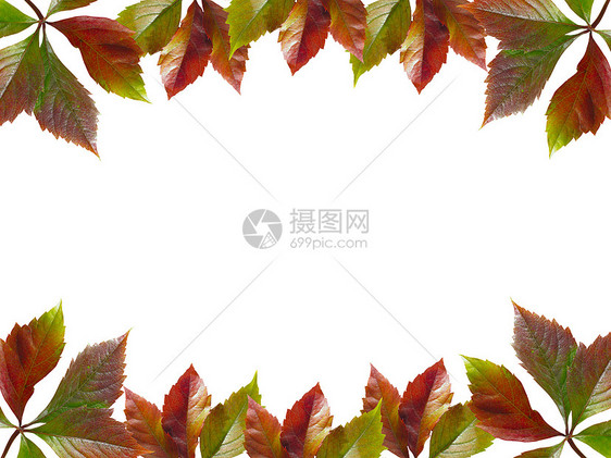 秋假的框架水平艺术红色边缘绿色边界植物学植物白色图片