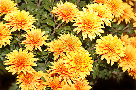 九月菊花菊花红色橙子植物群花瓣宏观黄色季节性绿色背景