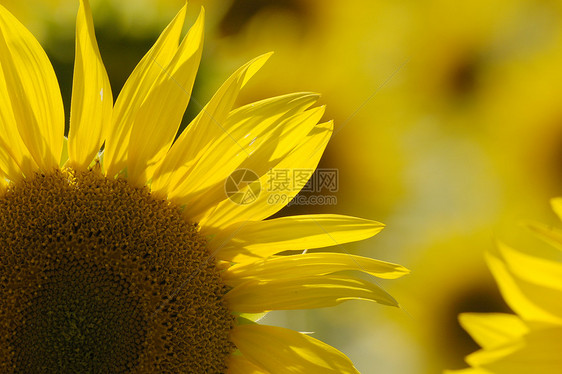 向日葵密闭转盘太阳花瓣阳光图片