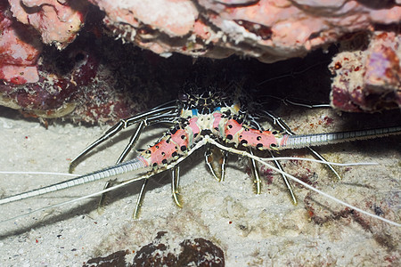水下龙虾热带保护潜水海洋珊瑚明星宏观图片