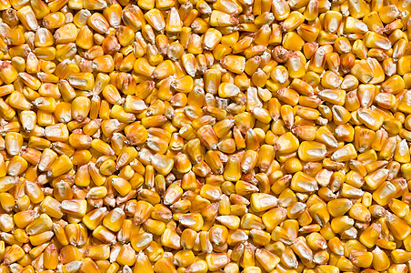 干玉米种子饲料农业核心蔬菜宏观食物粮食栽培营养图片
