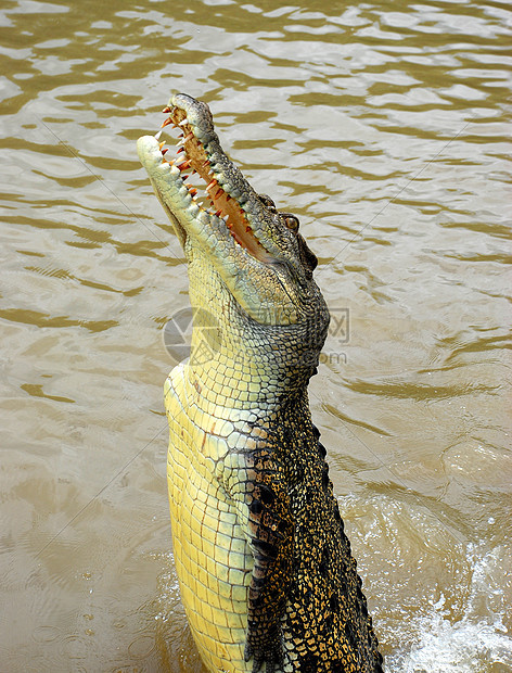 鳄鱼猎人游客食肉危险跳跃蜥蜴牙齿动物荒野图片