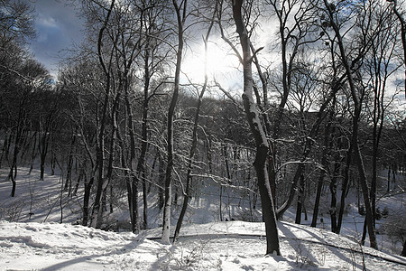 冬季雪雪公园场景白色寂寞阳光孤独气候季节慰藉太阳蓝色图片