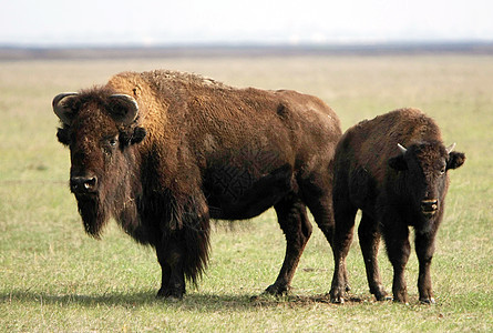 水牛动物旅行奶牛公园野牛旅游草地灭绝国家哺乳动物图片