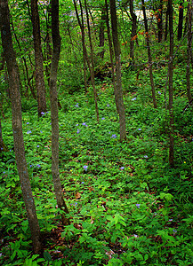 林地植被木头绿色树叶森林地面苔藓树木荒野图片